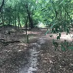 The Forest
