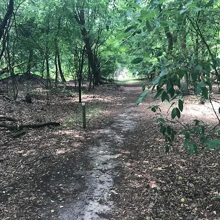 The Forest