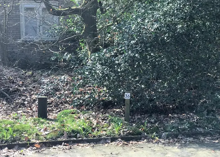 The Forest * Otterlo